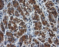 Anti-PASK antibody [8G9] used in IHC (Paraffin sections) (IHC-P). GTX83941