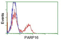 Anti-PARP16 antibody [4E2] used in Flow cytometry (FACS). GTX83942