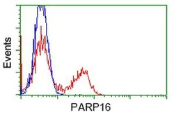 Anti-PARP16 antibody [4E2] used in Flow cytometry (FCM). GTX83942