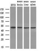 Anti-PAICS antibody [2C9] used in Western Blot (WB). GTX83950
