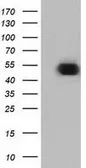 Anti-ODC antibody [1G6] used in Western Blot (WB). GTX83968
