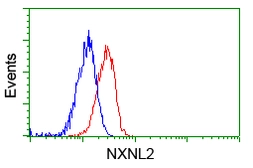 Anti-NXNL2 antibody [2B11] used in Flow cytometry (FCM). GTX83972