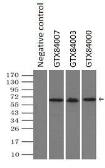 Anti-NRBP1 antibody [5C3] used in Immunoprecipitation (IP). GTX84007