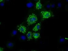 Anti-NIT1 antibody [4D12] used in Immunocytochemistry/ Immunofluorescence (ICC/IF). GTX84042