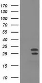 Anti-XLF antibody [1G7] used in Western Blot (WB). GTX84043