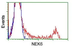Anti-NEK6 antibody [5D7] used in Flow cytometry (FACS). GTX84058