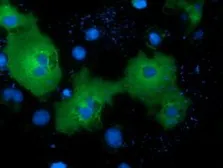 Anti-NEK11 antibody [4H5] used in Immunocytochemistry/ Immunofluorescence (ICC/IF). GTX84060