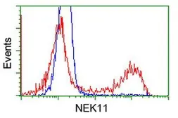 Anti-NEK11 antibody [5E9] used in Flow cytometry (FACS). GTX84061