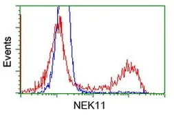 Anti-NEK11 antibody [5E9] used in Flow cytometry (FCM). GTX84061