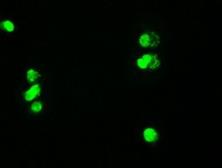 Anti-c-Myc antibody [5G3] used in Immunocytochemistry/ Immunofluorescence (ICC/IF). GTX84064