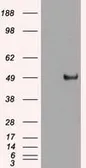 Anti-c-Myc antibody [1A6] used in Western Blot (WB). GTX84066