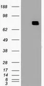 Anti-MX1 antibody [2G12] used in Western Blot (WB). GTX84067