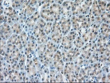 Anti-MIOX antibody [4G7] used in IHC (Paraffin sections) (IHC-P). GTX84117