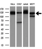 Anti-MICAL1 antibody [4B1] used in Western Blot (WB). GTX84121