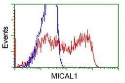Anti-MICAL1 antibody [2H1] used in Flow cytometry (FACS). GTX84125