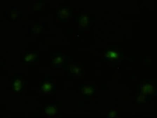 Anti-JNK1 antibody [4E3] used in Immunocytochemistry/ Immunofluorescence (ICC/IF). GTX84144