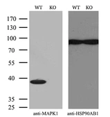 Anti-ERK2 antibody [6F8] used in Western Blot (WB). GTX84154