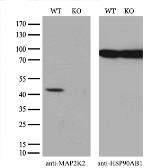 Anti-MEK2 antibody [8G6] used in Western Blot (WB). GTX84165