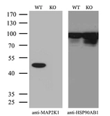 Anti-MEK1 antibody [1F5] used in Western Blot (WB). GTX84167