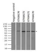 Anti-LTA4H antibody [1E9] used in Immunoprecipitation (IP). GTX84170