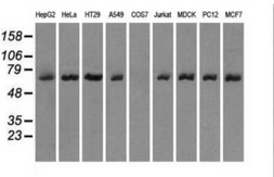 Anti-LTA4H antibody [8F4] used in Western Blot (WB). GTX84171