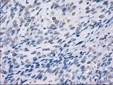 Anti-LTA4H antibody [9C5] used in IHC (Paraffin sections) (IHC-P). GTX84176