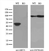 Anti-Cytokeratin 8 antibody [4D12] used in Western Blot (WB). GTX84248