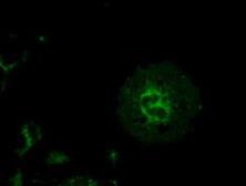 Anti-Cytokeratin 8 antibody [4D12] used in Immunocytochemistry/ Immunofluorescence (ICC/IF). GTX84248