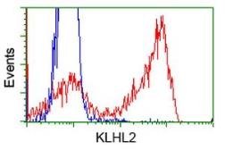 Anti-KLHL2 antibody [1G7] used in Flow cytometry (FACS). GTX84259