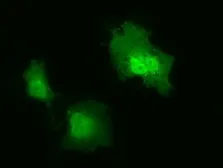 Anti-IL1F6 antibody [1A4] used in Immunocytochemistry/ Immunofluorescence (ICC/IF). GTX84298