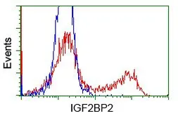 Anti-IGF2BP2 antibody [3G7] used in Flow cytometry (FCM). GTX84303
