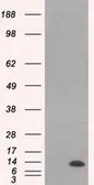 Anti-ID3 antibody [7B6] used in Western Blot (WB). GTX84327