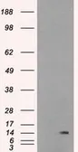 Anti-ID2 antibody [10C3] used in Western Blot (WB). GTX84328