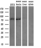 Anti-Grp75 antibody [9F8] used in Western Blot (WB). GTX84331