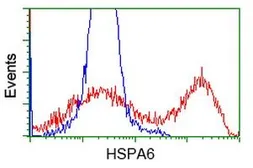 Anti-HSPA6 antibody [2C2] used in Flow cytometry (FCM). GTX84335