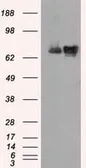 Anti-Hsp70 antibody [5F3] used in Western Blot (WB). GTX84340