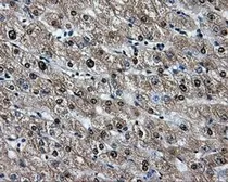 Anti-Hsp70 antibody [2C12] used in IHC (Paraffin sections) (IHC-P). GTX84341