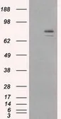 Anti-Hsp90 alpha antibody [3B5] used in Western Blot (WB). GTX84343