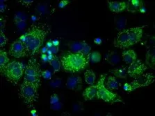 Anti-ERAB antibody [5E2] used in Immunocytochemistry/ Immunofluorescence (ICC/IF). GTX84344