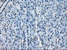 Anti-ERAB antibody [11A2] used in IHC (Paraffin sections) (IHC-P). GTX84347