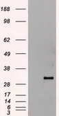 Anti-Hex antibody [3C4] used in Western Blot (WB). GTX84372
