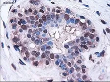 Anti-HES1 antibody [4H1] used in IHC (Paraffin sections) (IHC-P). GTX84375