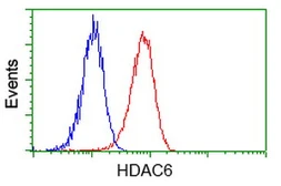 Anti-HDAC6 antibody [1D11] used in Flow cytometry (FACS). GTX84379