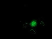 Anti-GSTT2 antibody [8A10] used in Immunocytochemistry/ Immunofluorescence (ICC/IF). GTX84398