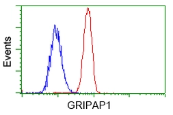 Anti-GRASP1 antibody [1E3] used in Flow cytometry (FACS). GTX84410