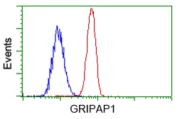 Anti-GRASP1 antibody [1E3] used in Flow cytometry (FCM). GTX84410