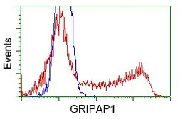 Anti-GRASP1 antibody [2C11] used in Flow cytometry (FACS). GTX84411
