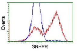 Anti-GRHPR antibody [4H2] used in Flow cytometry (FACS). GTX84413