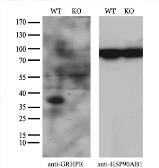 Anti-GRHPR antibody [4H2] used in Western Blot (WB). GTX84413