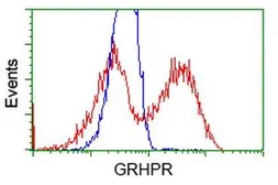 Anti-GRHPR antibody [4B6] used in Flow cytometry (FCM). GTX84415